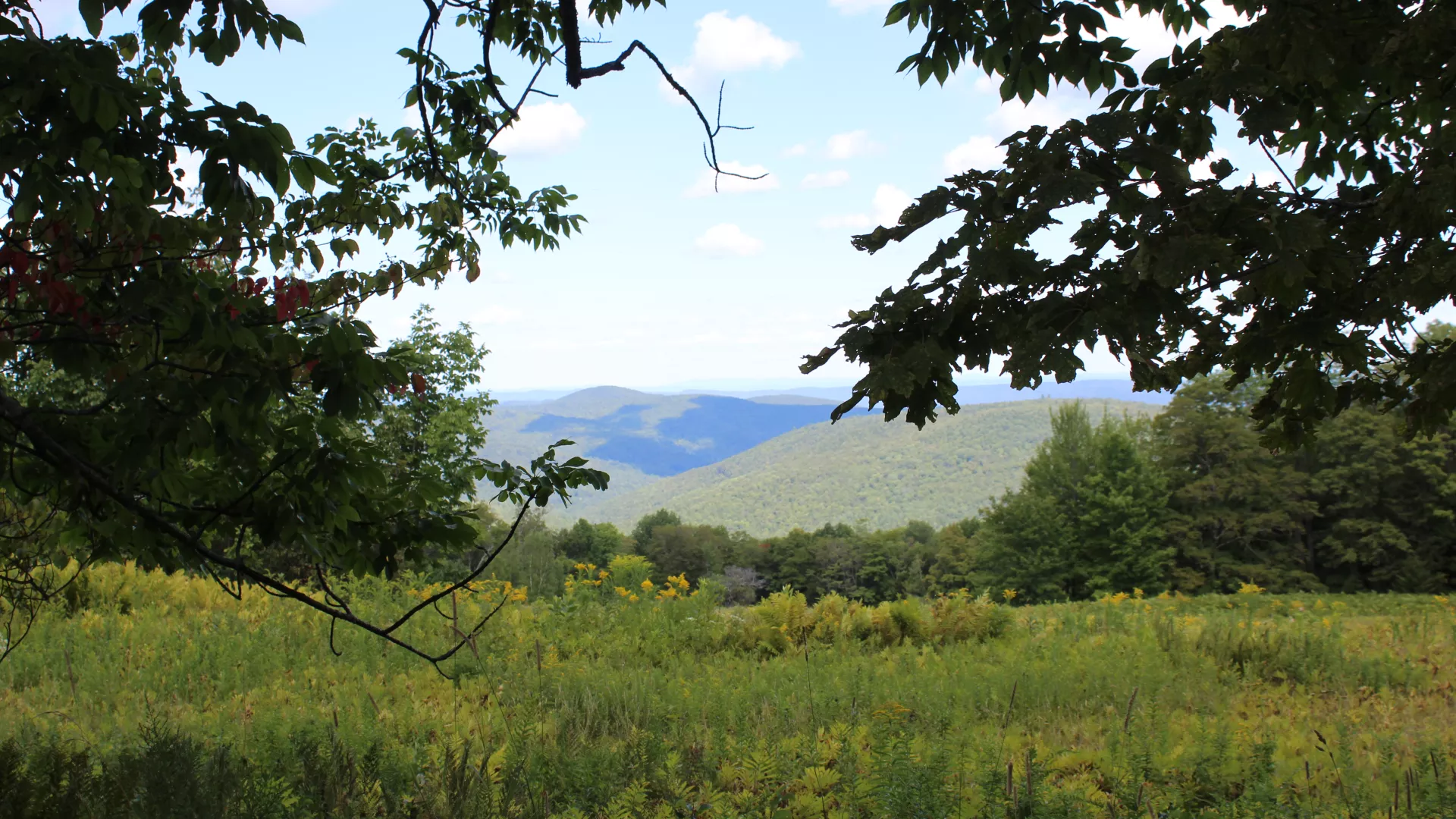 summer on the hill