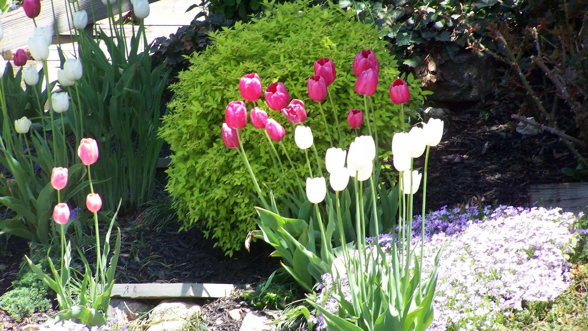 spring 1